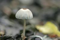 Cjp_2006_07_13_105630 (1).JPG